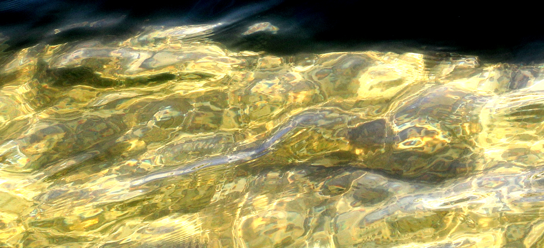 golden horse